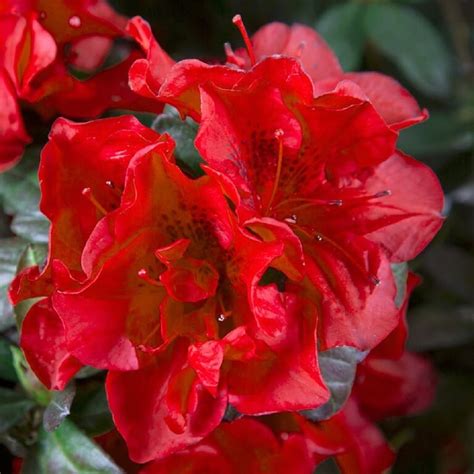 encore azaela|encore azaleas for sale lowe's.